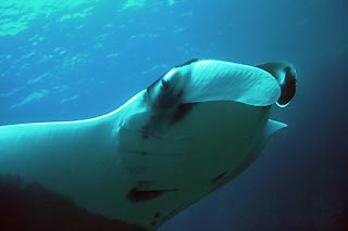 Manta Ray at Koh Bon