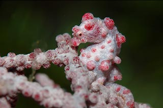 Pygmy Seahorse