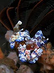 Harlequin Shrimp