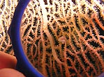 Pygmy Seahorse through Magnifying Glass