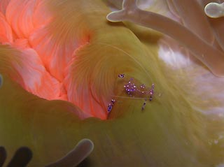 Anemone plus Shrimp