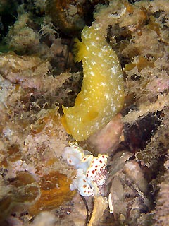Whyalla Nudibranchs