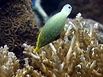 Long-nose Bird Wrasse, Fiji