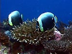 A pair of beautiful butterflyfish, Kadavu, Fiji