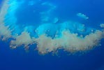 Aerial shot of the Great Astrolabe Reef, Fiji