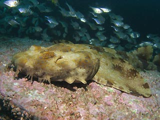 Wobbegong and friends