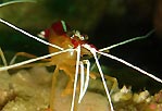 Cleaner Shrimp