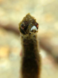 Underwater Ostrich