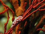 Hairy Cowrie