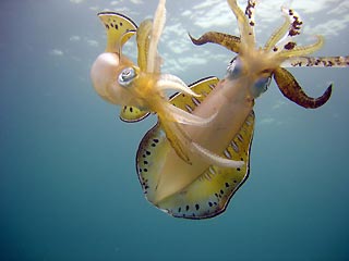 Mating Squid