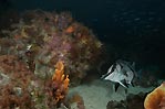 Long-snout Boarfish