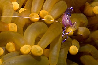 Anemone Shrimp