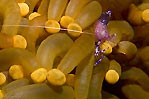 Anemone Shrimp