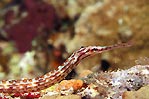 Pipefish