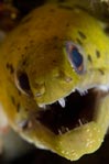 Moray Eel