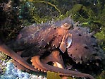 Octopus in Bicheno