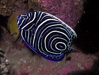 Juvenile Emperor Angelfish