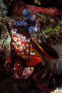 Mantis Shrimp