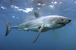 Great White Shark,Australia