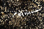 Zebra Crinoid Shrimp