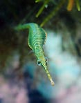 Green Pipefish