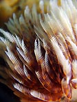 Feather Duster Worm