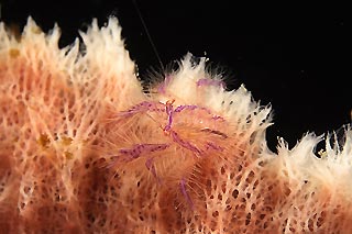 Squat Lobster