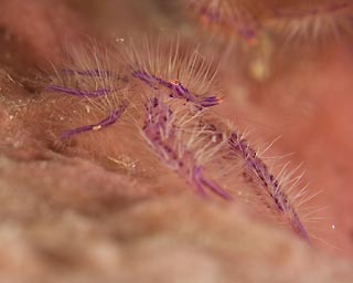 Hairy Squat Lobster