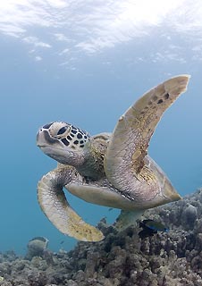 Green Turtle