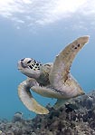 Green Turtle