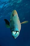 Perplexed Wrasse