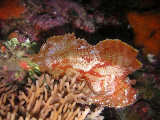 Leaf Scorpionfish