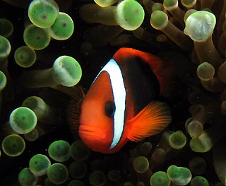 Anemonefish