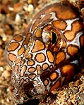 Napoleon Snake Eel