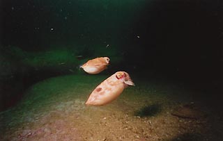 Baby Cuttlefish