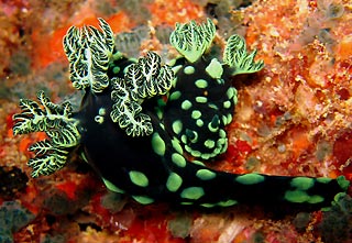 Nembrotha kubaryana