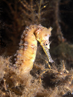 WA Seahorse