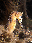 WA Seahorse