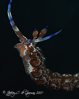 Dragon Nudibranch - Suspended