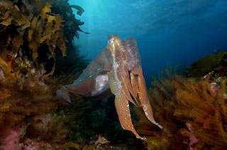 Giant Cuttlefish