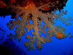 Beqa Soft Coral
