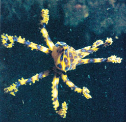 Blue Ringed Octopus