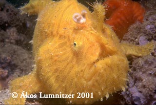 Striped Anglerfish