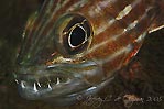 Cardinalfish + eggs