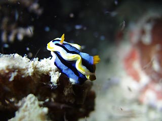 Mabul Island Nudibranch