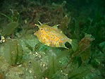 Thorny-back Cowfish