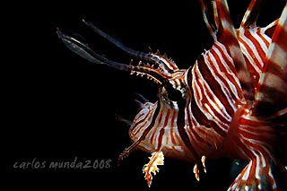 Lionfish