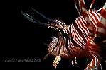 Lionfish