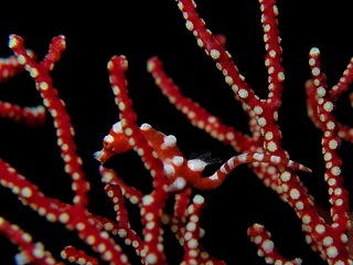 Pygmy Seahorse