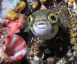 Busselton Porcupinefish